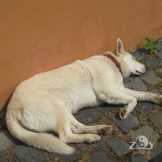 Der wunderbare Qigong-Hund "Sunny"