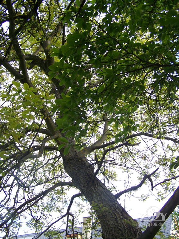 Noch ein großer Baum