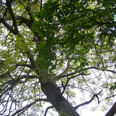 Noch ein großer Baum