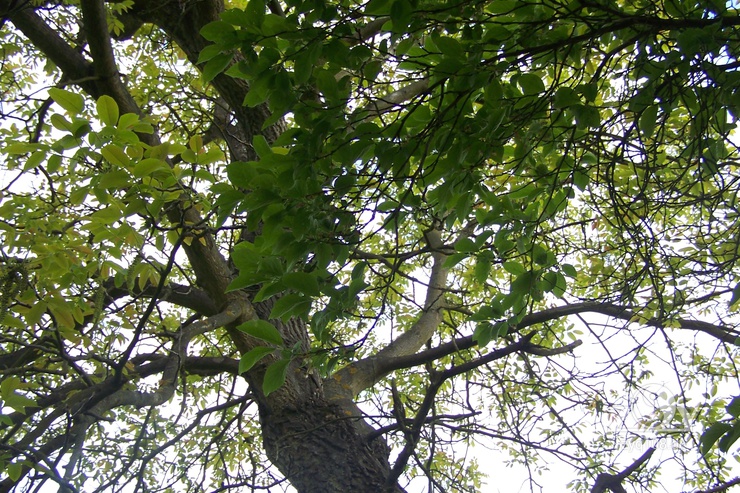 Noch ein großer Baum