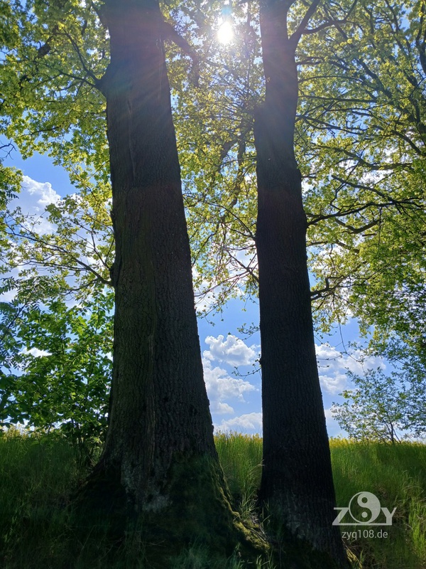 Die Kraft der Bäume