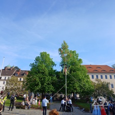 Maibaum am Marktplatz