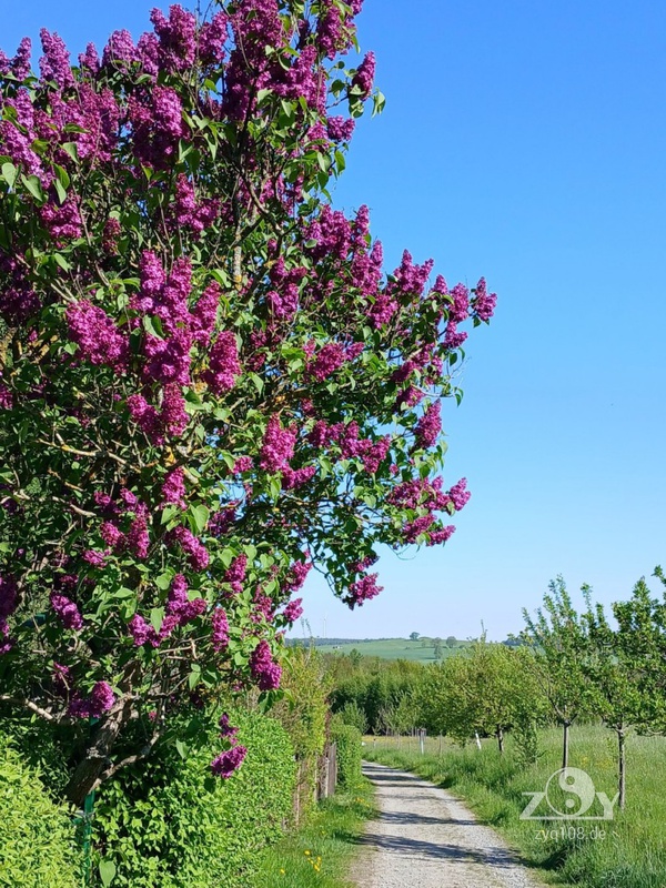 Frühlingsstimmung pur!