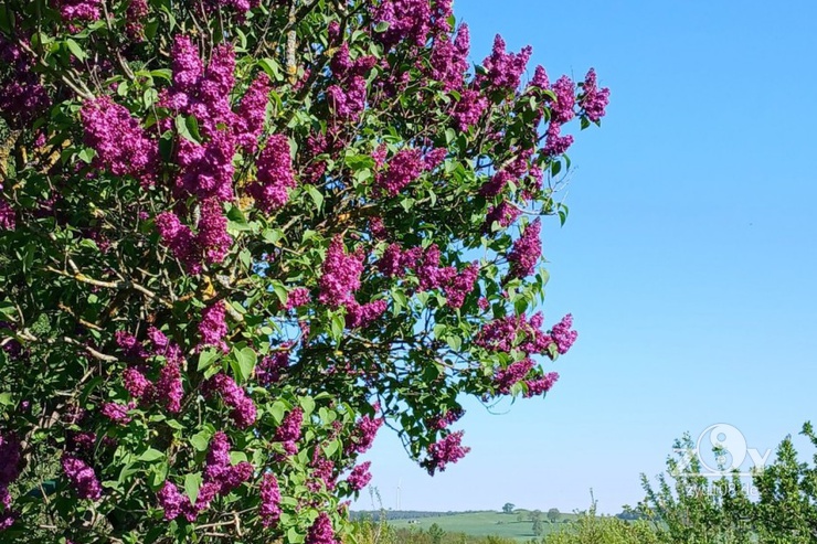 Frühlingsstimmung pur!
