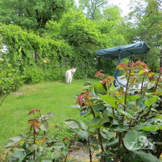 Der Hund Sany im Garten