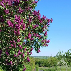 Frühlingsstimmung pur!