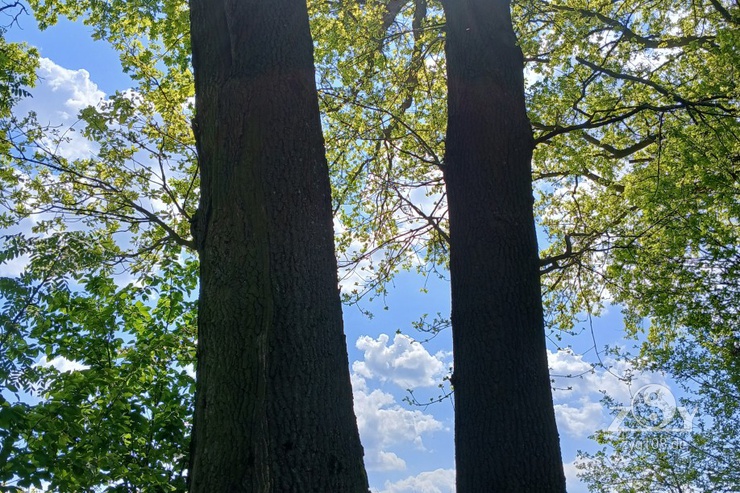 Die Kraft der Bäume